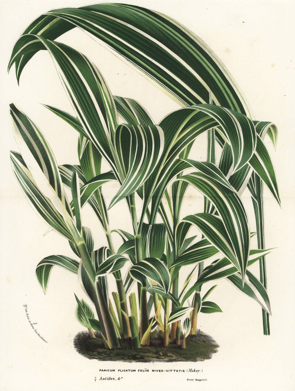Palma palmová, Setaria palmifolia (Panicum plicatum foliis level-vittatis). Ručně kolorovaná litografie z knihy Louise van Houtteho a Charlese Lemaira Květiny zahrad a skleníků Evropy, Flore des Serres et des Jardins de l