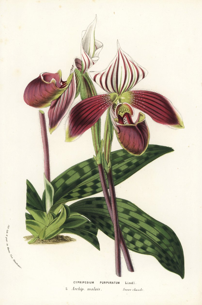 Paphiopedilum purpurpuratum orchidej (Cypripedium purpuratum). Ručně kolorovaná litografie z knihy Louise van Houtteho a Charlese Lemaira Flowers of Gardens and Hothouses of Europe, Flore des Serres et des Jardins de l