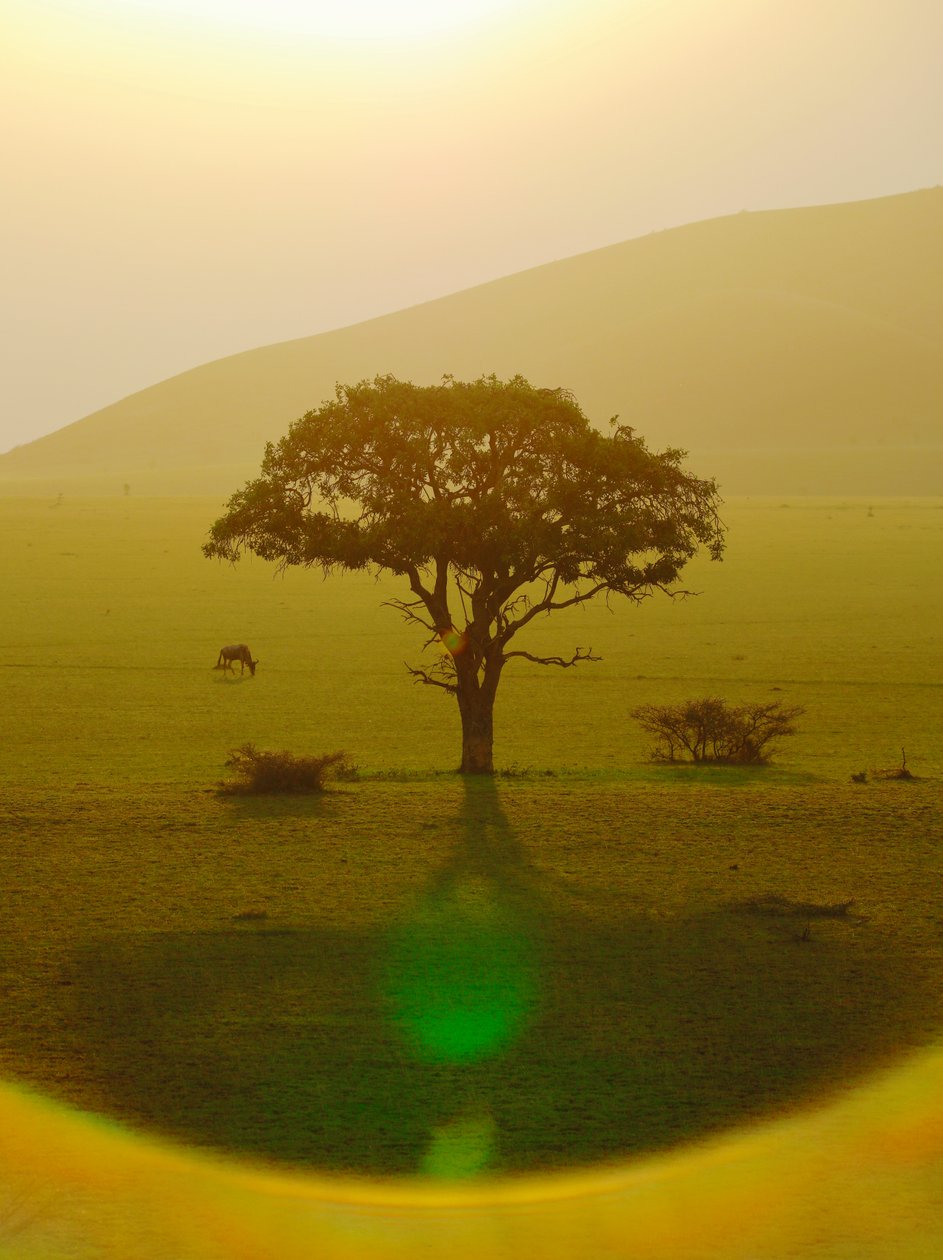 Ráj po dešti, Chyulu Hills, 2018 (fotografie) od Unbekannter Künstler