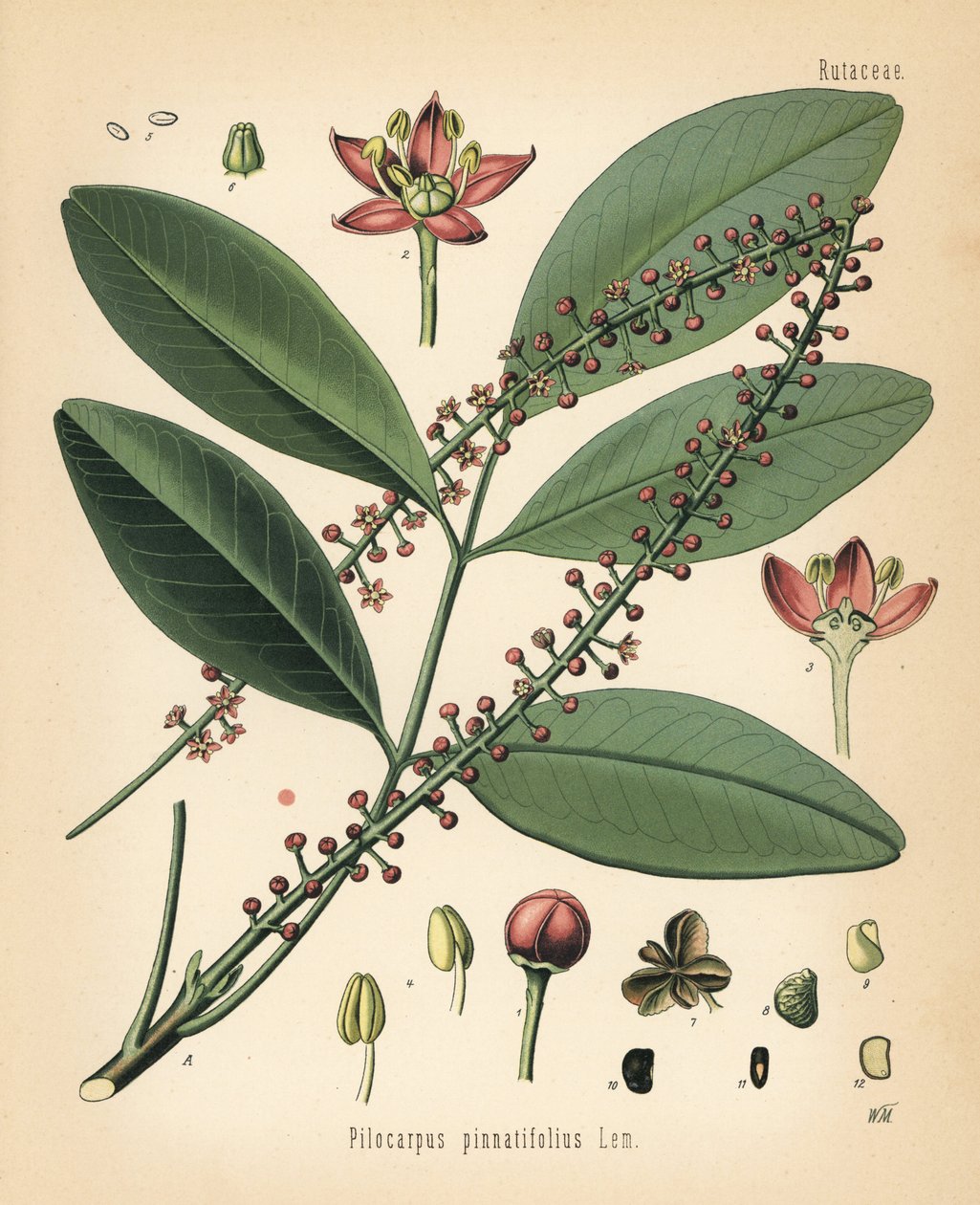 Paraguay jaborandi, Pilocarpus pennatifolius. Chromolitografie podle botanické ilustrace Walthera Müllera z knihy Hermanna Adolpha Koehlera Léčivé rostliny, vydal Gustav Pabst, Koehler, Německo. od Unbekannter Künstler