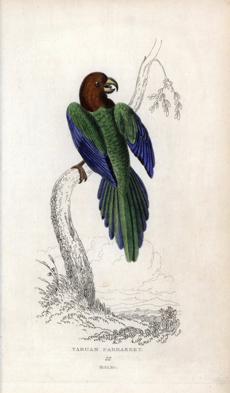 Papoušek pumpadour, Prosopeia tabuensis. Psittacus tabuensis. Litografie Josepha Kidda podle kresby Johna Audubona v Miscellany of Natural History: Sir Thomas DiK Lauder and Captain Thomas Brown, vydáno v Edinburghu, Skotsko, v roce 183. od Unbekannter Künstler