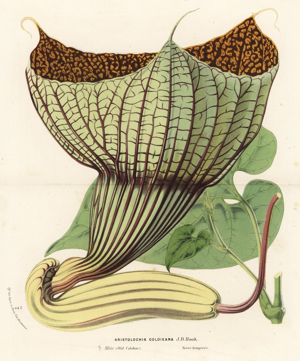 Pararistolochia goldieana (Aristolochia goldieana). Ručně kolorovaná litografie z knihy Louise van Houtteho a Charlese Lemaira Flowers of Gardens and Hothouses of Europe, Flore des Serres et des Jardins de l