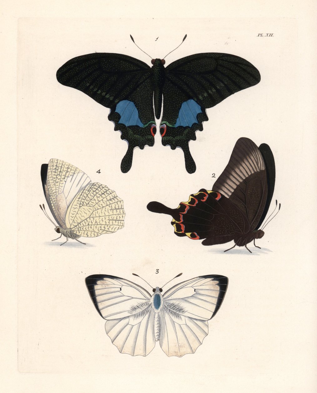 Motýl paví oko pařížské, Papilio paris 1,2, a pestrý emigrant, Catopsilia pyranthe 3.4. Ručně kolorovaná litografie z nového vydání publikace Dru Druryho "Illustrations of Exotic Entomology" od Johna O. Westwooda, Bohn, Londýn. od Unbekannter Künstler