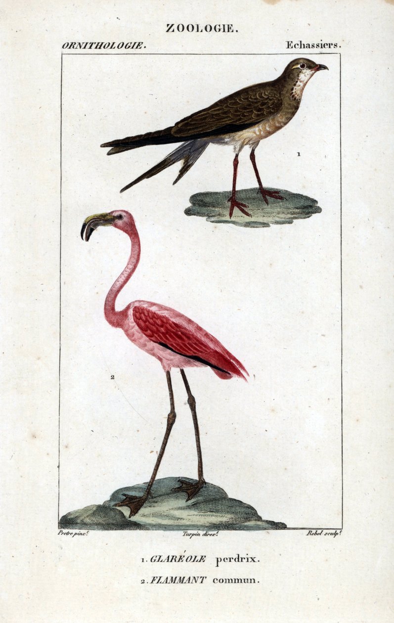 Plameňáci koroptví a růžoví - plameňák obojkový, Glareola pratincola, a plameňák velký, Phoenicopterus roseus. Ručně kolorovaná mědirytina ze Slovníku přírodních věd Dumonta de Sainte-Croix: Ornitologie", Paříž, Francie od Unbekannter Künstler