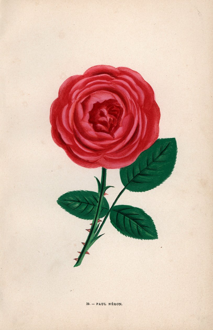 Růže Paul Neron, šarlatový hybrid vypěstovaný panem Levetem v Lyonu v roce 1869. Chromolitografie nakreslená a litografovaná podle přírody F. Grobonem podle knihy Hippolyte Jamaina a Eugena Forneyho "Les Roses", Paříž, J. Rothschild. od Unbekannter Künstler