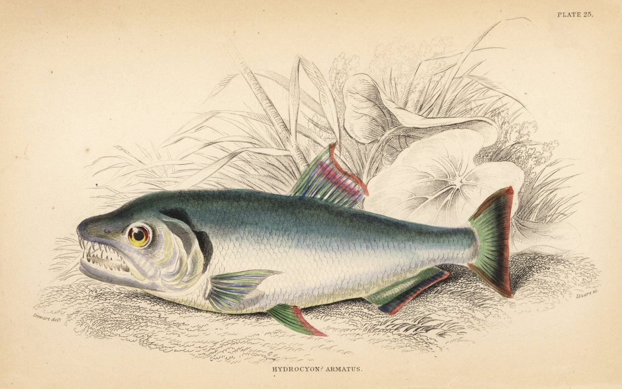 Payara, Hydrolycus armatus (Hydrocyon silnozubý, Hydrocyon armatus). Ručně kolorovaná ocelorytina W. H. Lizarse podle ilustrace Jamese Stewarta z knihy Roberta Schomburga Fishes of Guiana, která je součástí Naturalist