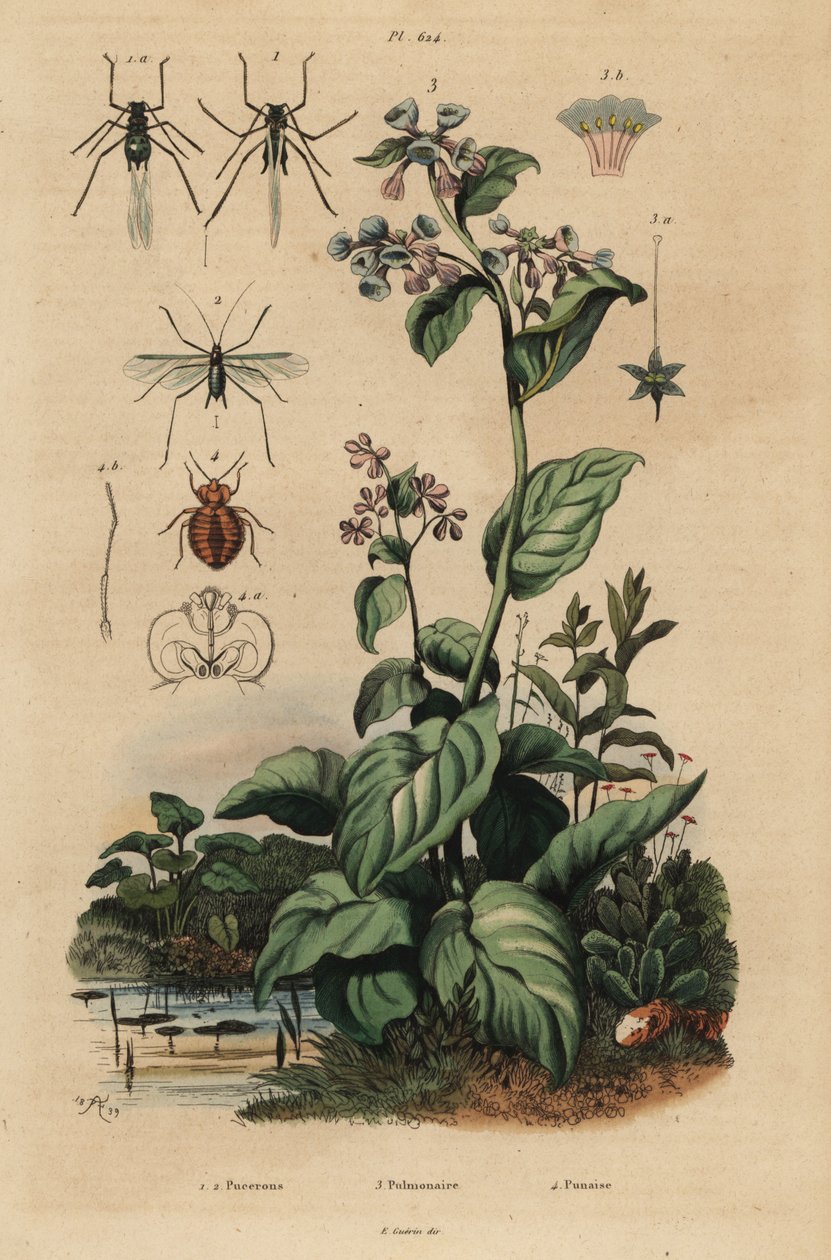 Mšice broskvová, Myzus persicae 1, mšice růžová, Macrosiphum rose 2, zvonky virginské, Mertensia pulmonarioides 3 a štěnice, Cimex lectularius 4 od Unbekannt