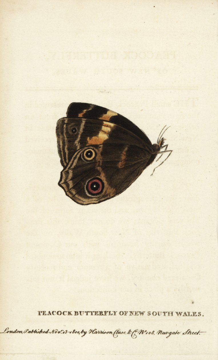Motýl paví oko Nového Jižního Walesu. Ručně kolorovaná mědirytina z "The Naturalist