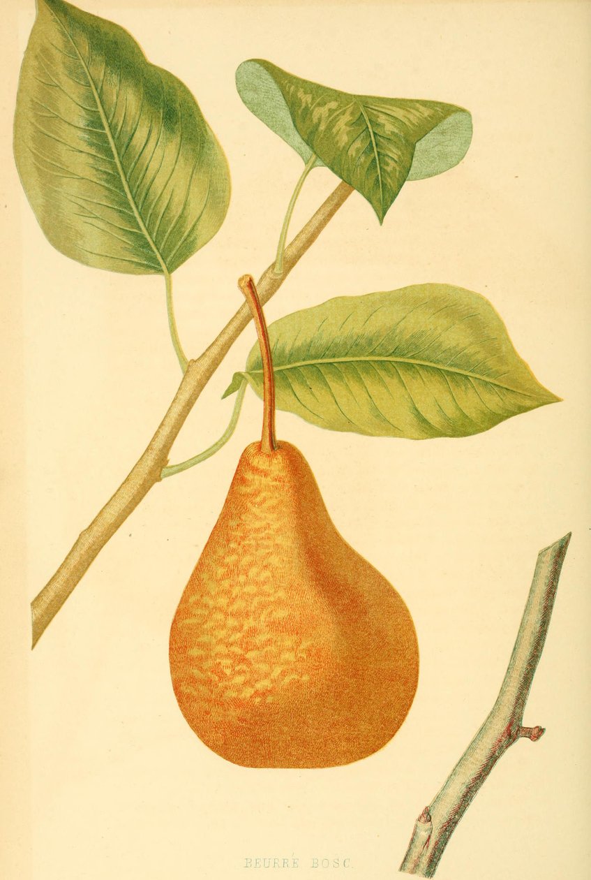 Hruška odrůdy Boscs bottle pear, stará odrůda hrušky od Unbekannter Künstler