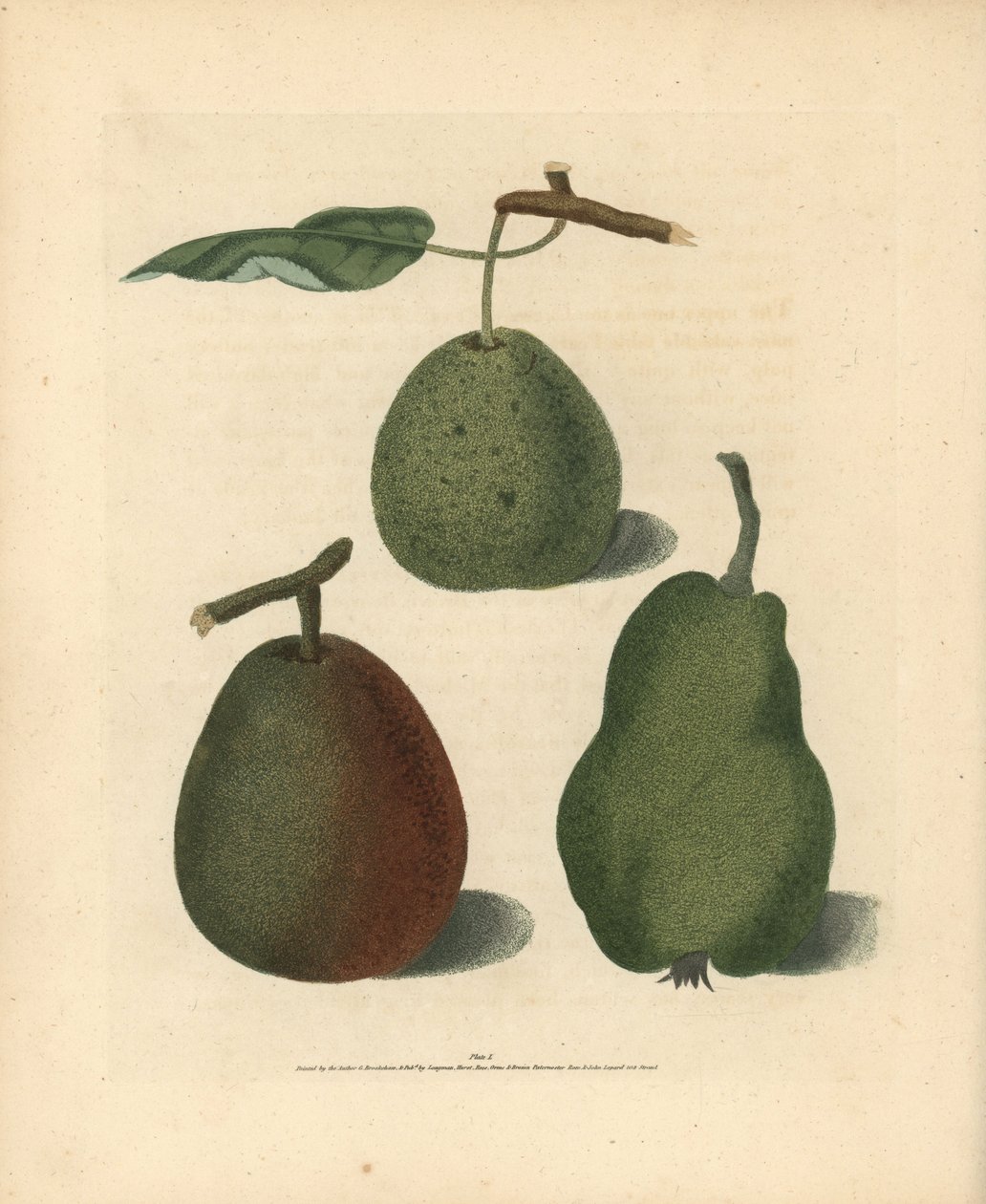 Odrůdy hrušek, Pyrus communis: Cressan, Gansell