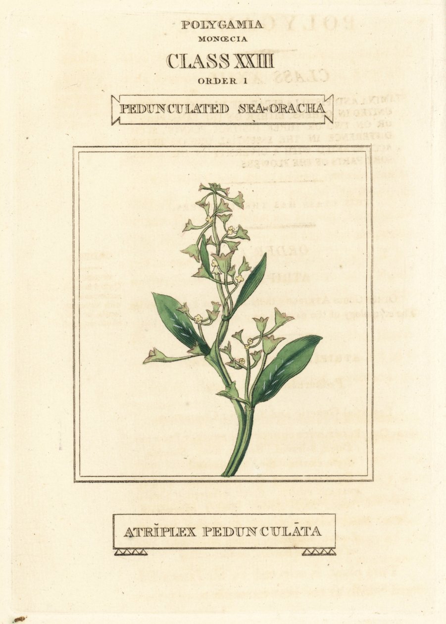 Mořská ostřice stopkatá, Atriplex pedunculata. Ručně kolorovaná mědirytina podle ilustrace Richarda Duppy z knihy The Clours and Orders of the Linnaean System of Botany, Longman, Hurst, London. od Unbekannter Künstler