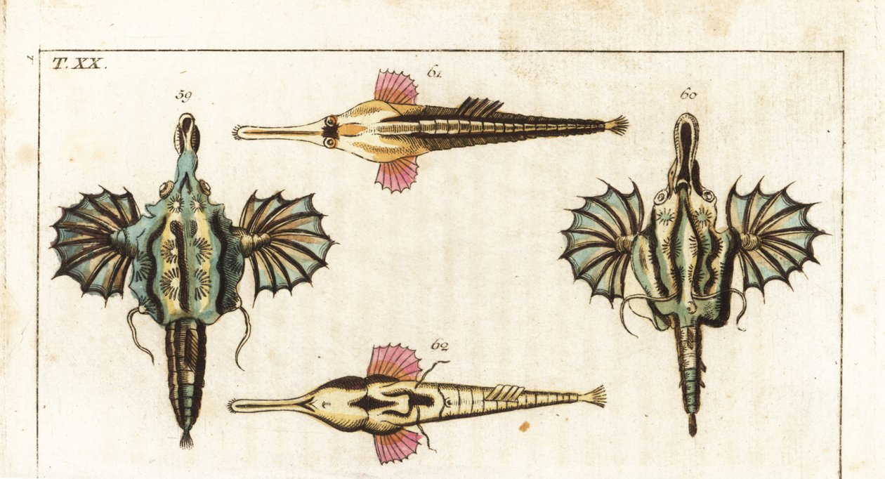 Pegase (neboli malá dračí ryba) - dlouhoocasá motýlí ryba - dračí ryba krátkoocasá, Eurypegasus draconis 59,60, a dlouhoocasá mořská ryba, Pegasus volitans 61,62. Ručně kolorovaná mědirytina z Encyklopedie přírodopisu Gottlieba Tobiase Wilhelma: Wilhelm Wi od Unbekannter Künstler