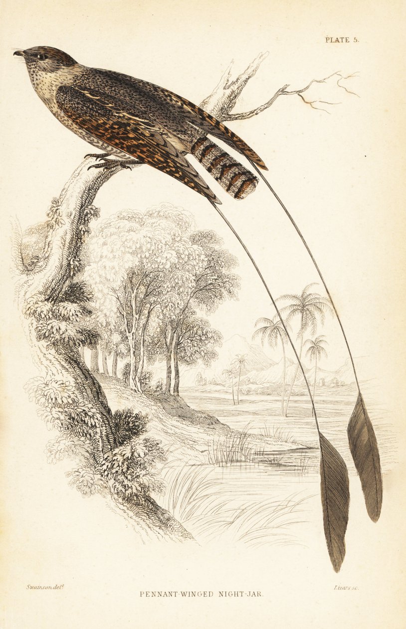Pěnkava obecná, Macrodipteryx vexillarius (Macrodipteryx africanus). Ručně kolorovaná ocelorytina od Williama Lizarse podle Williama Swainsona z Naturalist
