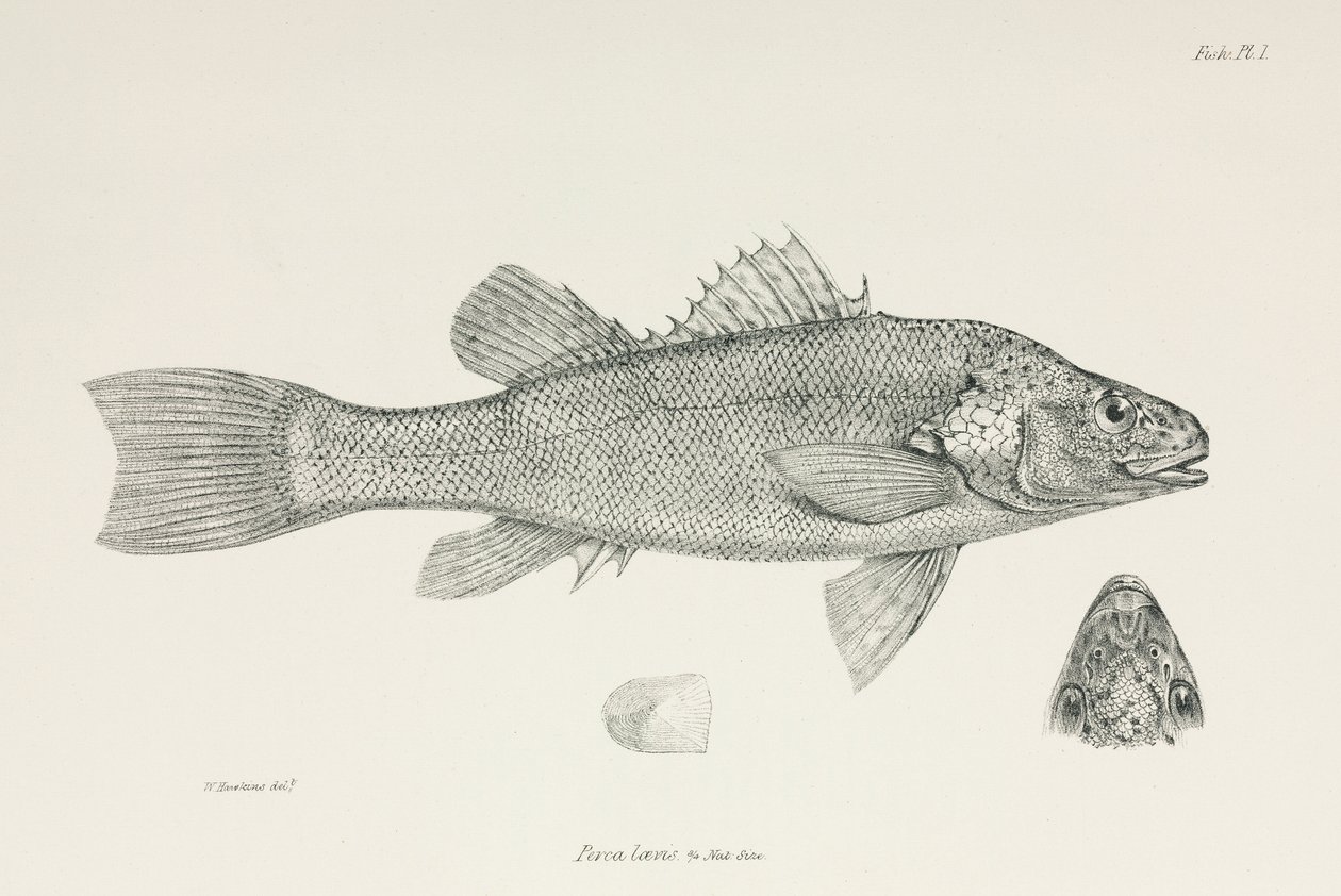 Okoun, c 1832-1836 od Unbekannt