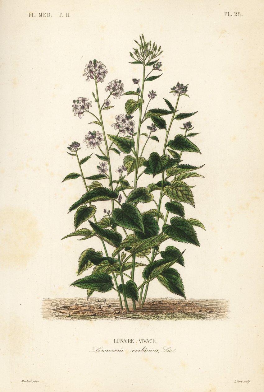 Trvalá poctivost, Lunaria oživená, Lunar vivace od Unbekannt