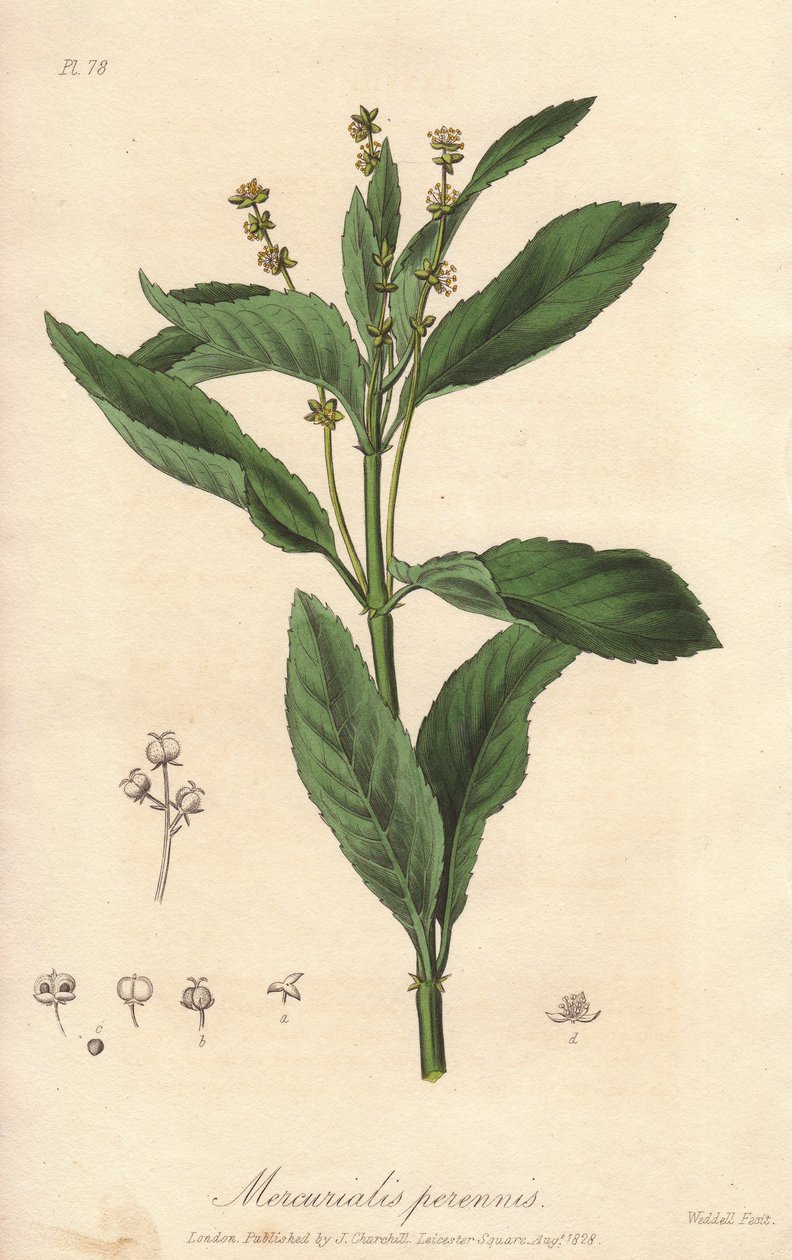 Merkuriál vytrvalý (Mercurialis perennis) - Silná voda od Williama Clarka k ilustraci knihy "Medical Botanical, Description of the Medicinal Plants of London, Edinburgh and Dublin" od Johna Stephensona a Jamese Morsse Churchilla, od Unbekannter Künstler