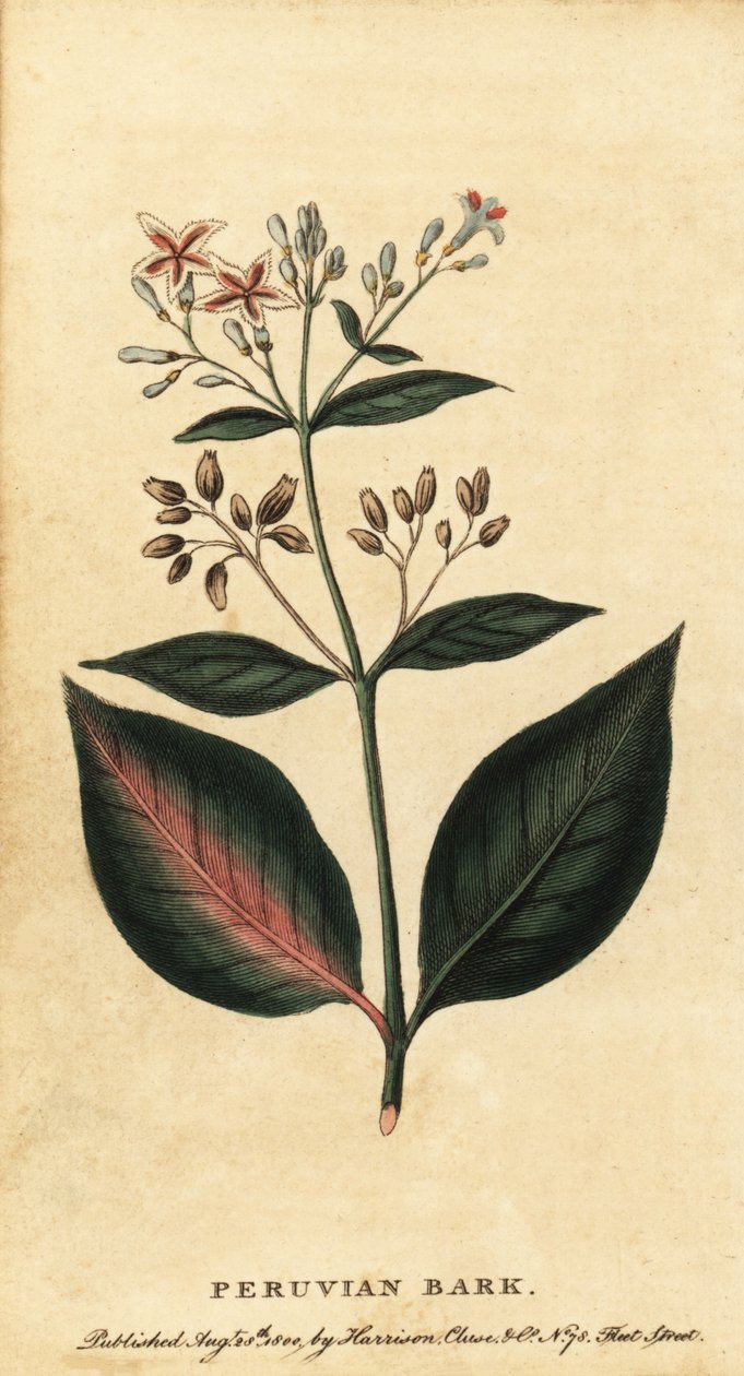 Peruánská kůra, Cinchona officinalis., 1800 (rytina) od Unbekannter Künstler
