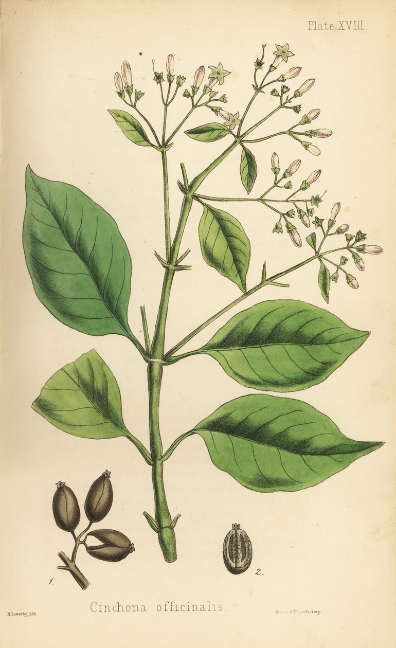 Kůrovec peruánský neboli chininovník, Cinchona officinalis. Ručně kolorovaná litografie Henryho Sowerbyho z knihy Edwarda Hamiltona Flora Homeopathica, Bailliere, Londýn. od Unbekannter Künstler