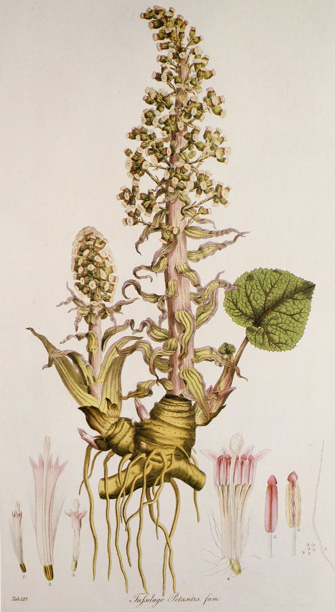 Petasites sp./Petasite od Unbekannt