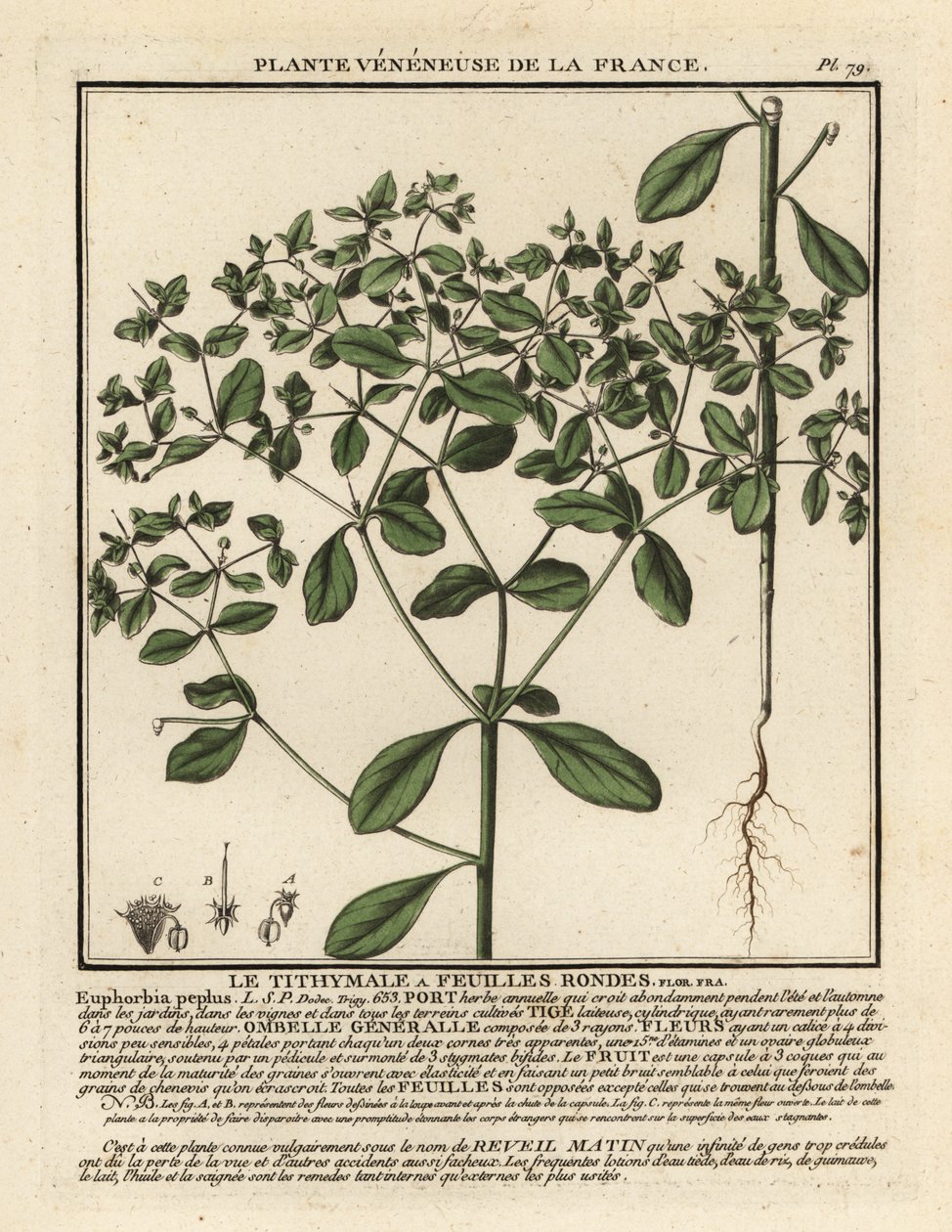 Pryšec drobný, Euphorbia peplus. od Unbekannter Künstler
