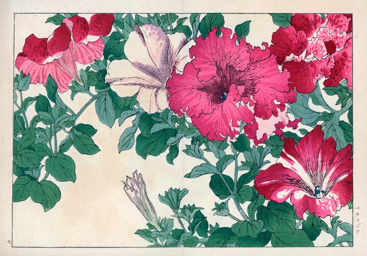 Petunia variete (růžová a bílá). Odrůdy petúnií. Ručně kolorovaný dřevoryt z knihy Konana Tanigamiho "Seiyou Sokazufu" (Obrazové album západních rostlin a květin: léto), Unsodo, Kjóto. od Unbekannter Künstler