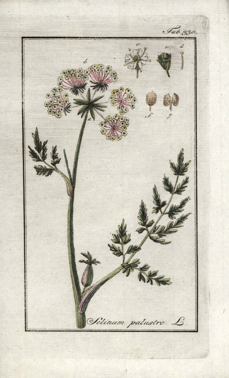 Peucedan bahenní nebo petrklíč bahenní (Selinum marsh). Litografie z knihy "Afbeelding der Artseny-Gewassen" od Johannese Zorna (1739-1799), Nizozemsko. od Unbekannter Künstler