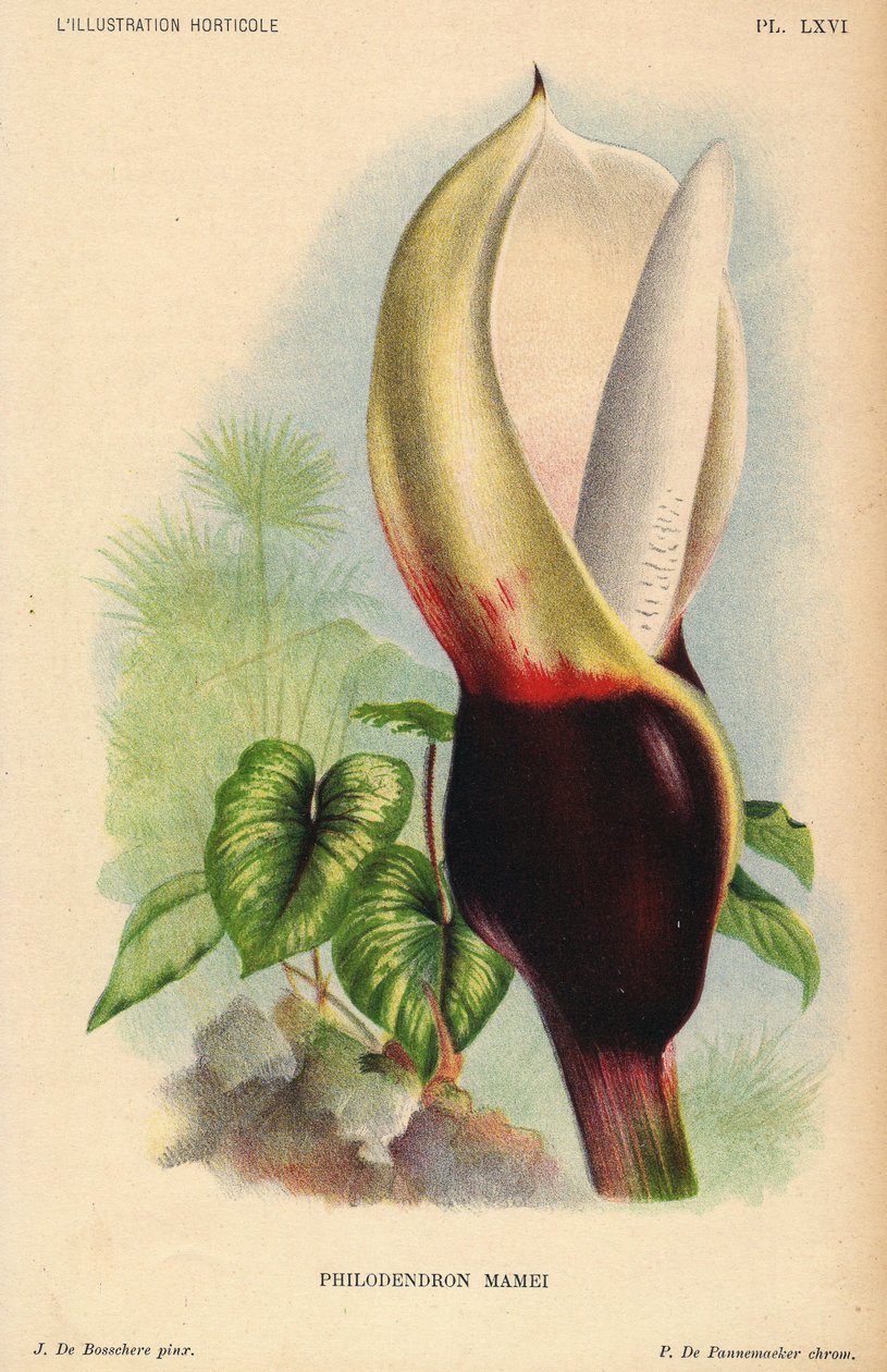 Philodendron mamei s bílým a krvavě červeným květenstvím. Tropická exotická rostlina. Ilustrace J. de Bosschere, litografie P. de Pannemaeker, vydáno kolem roku 1880 v Gentu (Belgie), v L