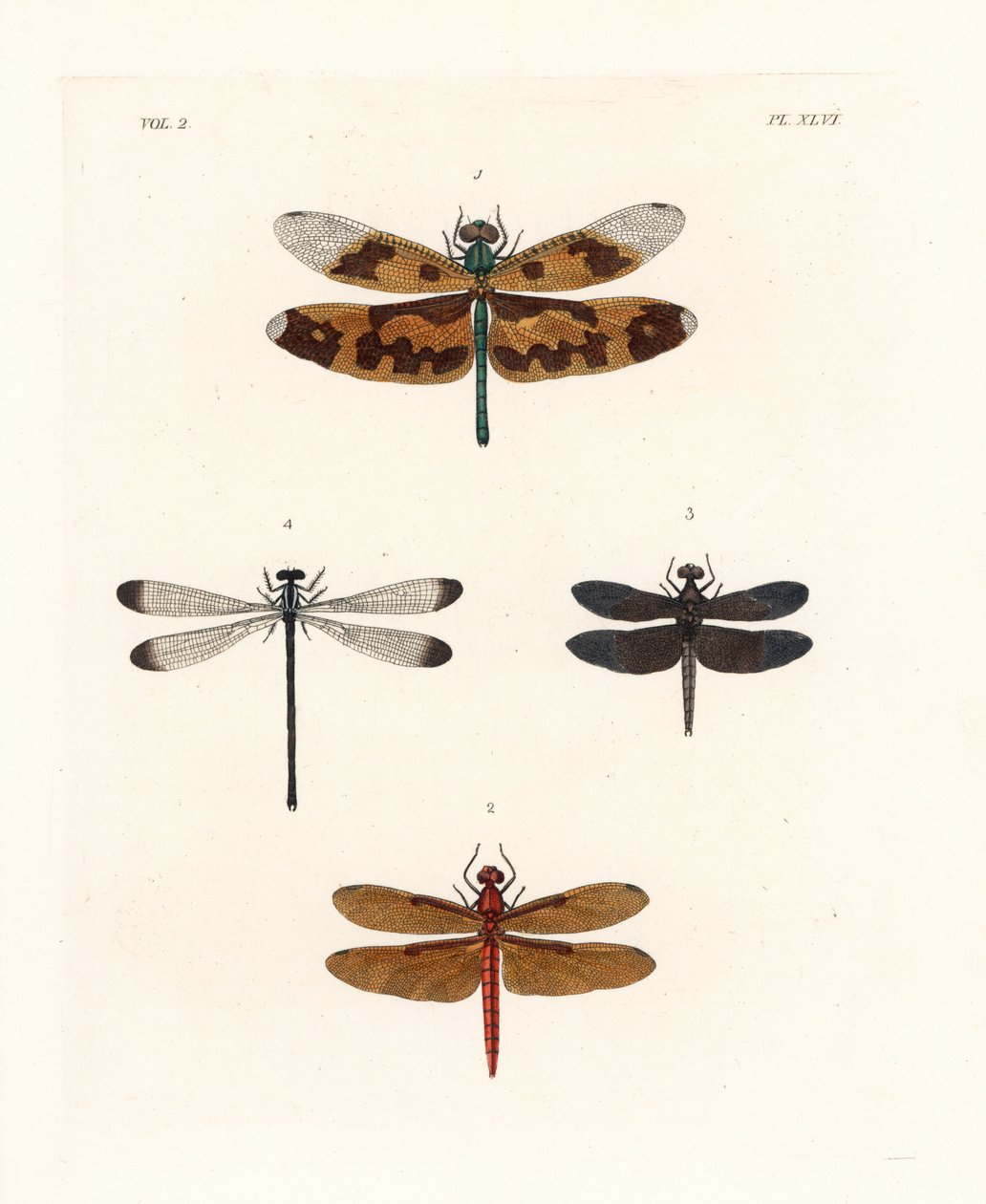 Vážka obrázková, Rhyothemis variegata 1, lesní sklípkan plný, Neurothemis fulvia 2, sklípkan bahenní, Neurothemis tullia 3, a stínka, Palaemnema paulina 4. Ručně kolorovaná litografie z nového vydání knihy Johna O. Westwooda "Il od Unbekannter Künstler