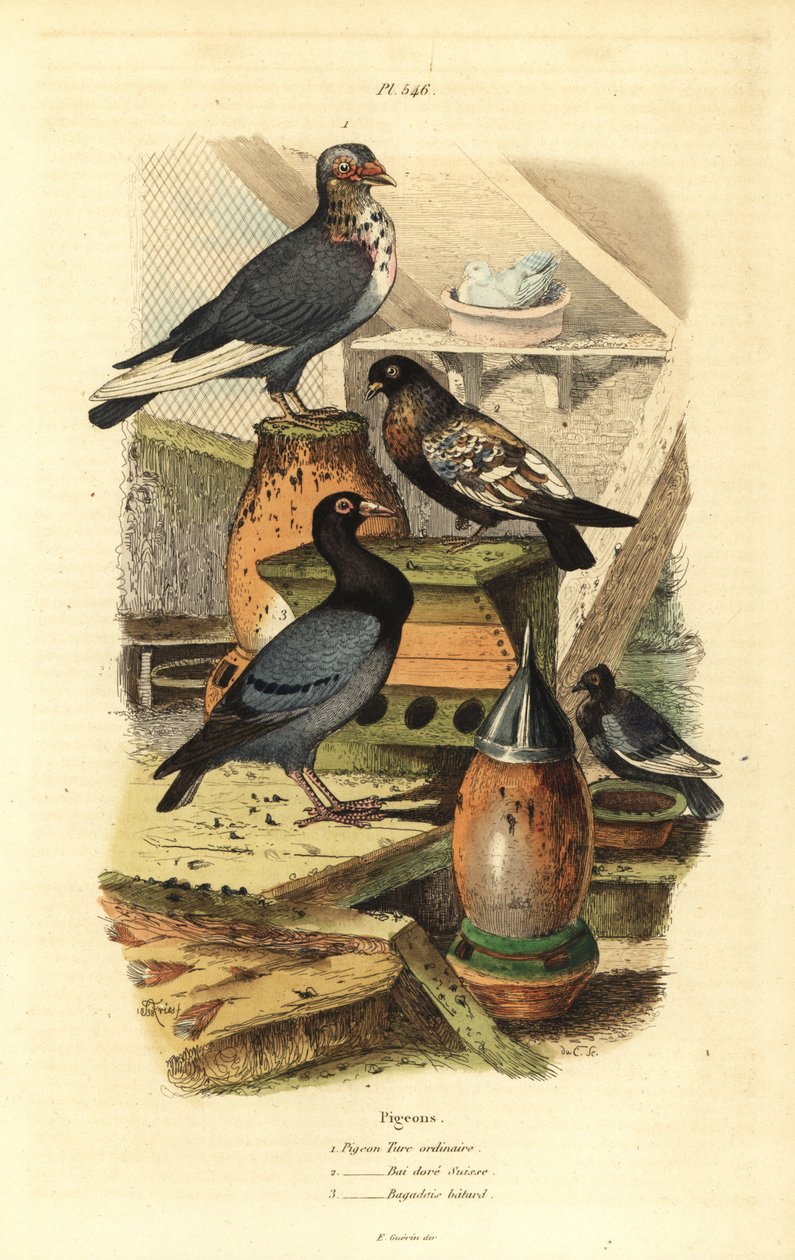 Holub Columba livia plemena: Obyčejný turecký holub, Swiss Golden Bay, Bastard Bagadais od Unbekannt