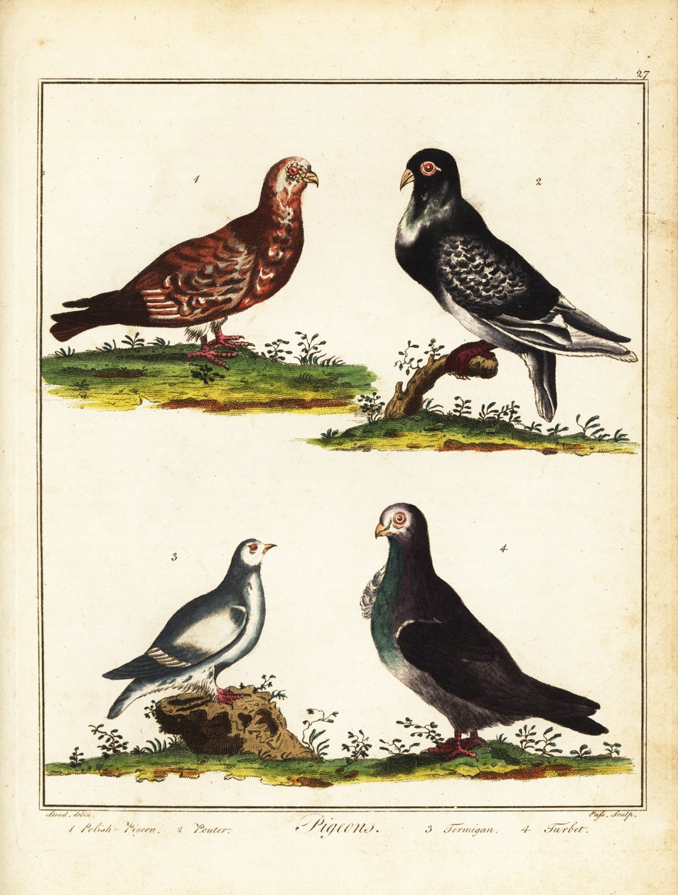 Holubi: Polský holub, pouter, ptarmigan a turbit. 1792 (rytina) od Unbekannter Künstler