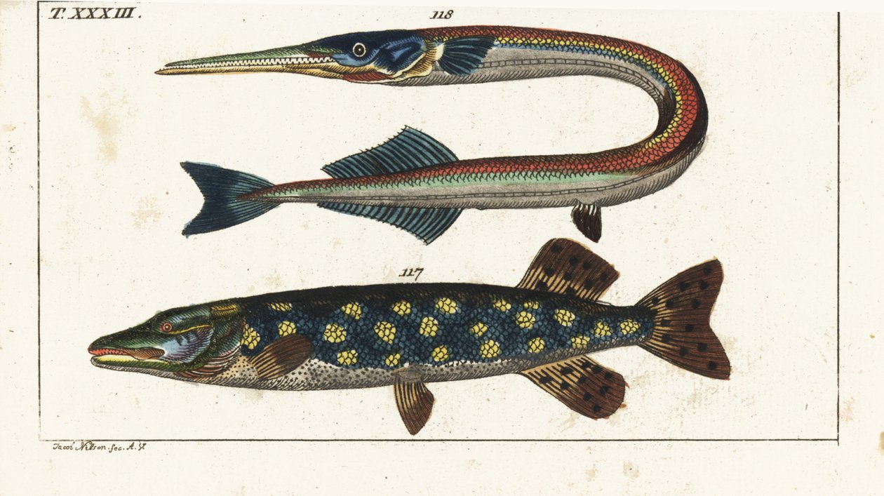 Štika (nebo štika severní) - Orphia - štika severní, Esox lucius 117, a jehlice mořská, Belone belone 118. Ručně kolorovaná mědirytina podle Jacoba Nilsona z Encyklopedie přírodopisu Gottlieba Tobiase Wilhelma: Vydavatelství Gottwald Wilhelm Waldorf: Ryby, od Unbekannter Künstler