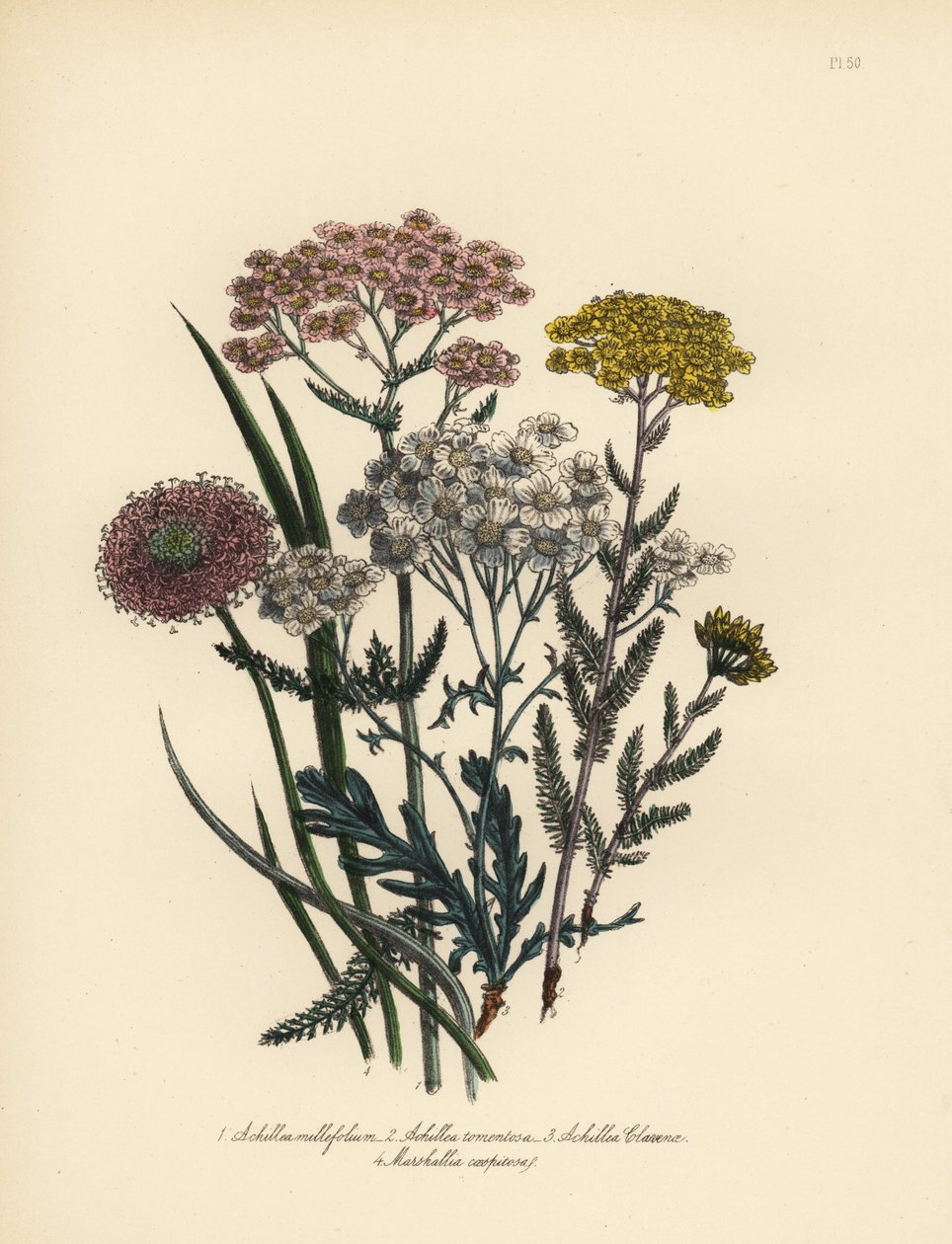 Řebříček růžokvětý, Achillea milfolium, řebříček zlatý, Achillea tomentosa, řebříček Clavenův, Achillea clavenae, a blatouch chocholatý, Marshallia caespitosa. Ruční chromolitografie Henryho Noela Humphreyse podle ilustrace autora od Unbekannter Künstler