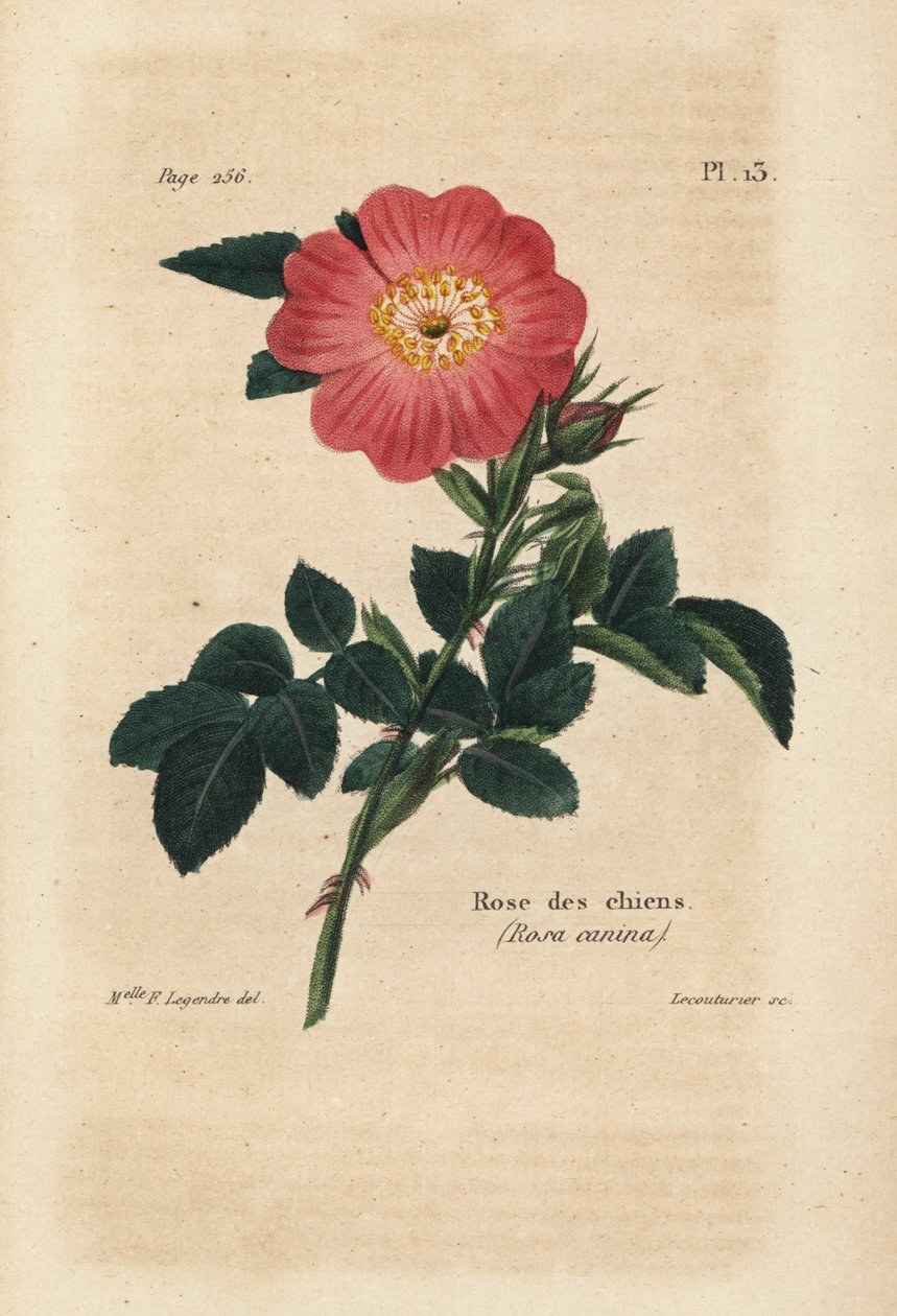 Růžový pes, Psí růže, Rosa Canina. Ručně kolorovaná litografie od Lecouturiera podle botanické ilustrace slečny F. Legendre z knihy Pierra Boitarda Rose-Lover