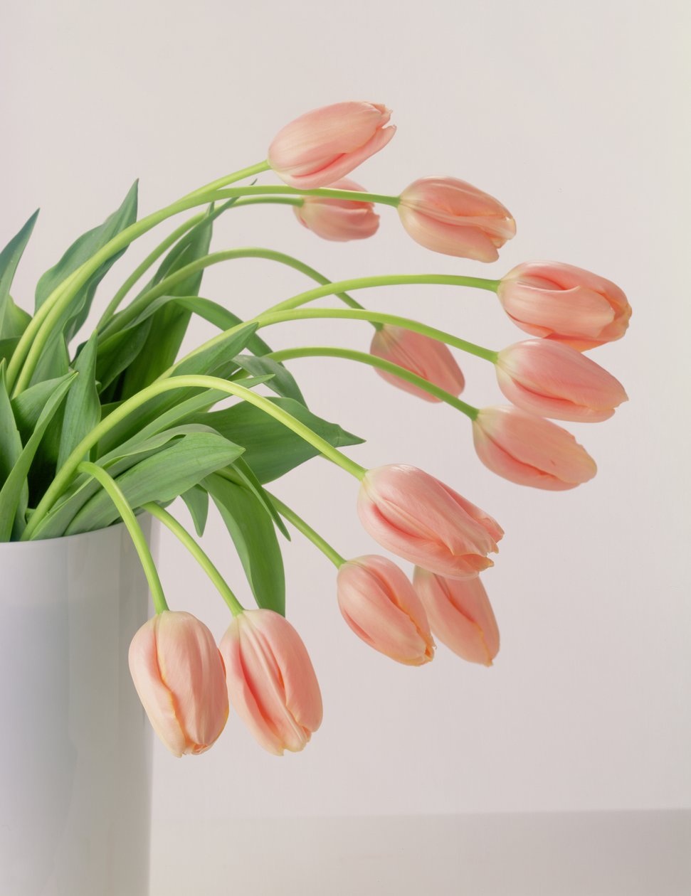 Růžové tulipány od Unbekannter Künstler