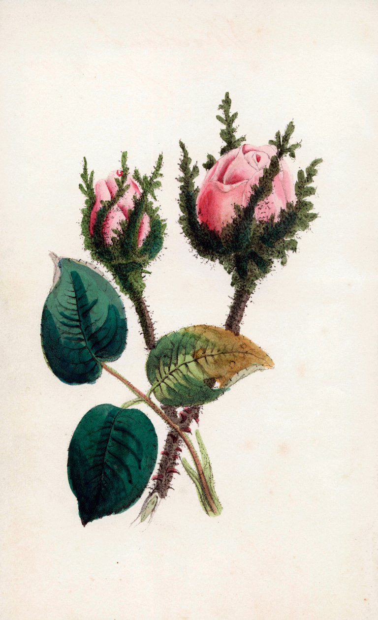 Růžový mech, Rosa muscosa. Ručně kolorovaná rytina Jamese Andrewse pro knihu Johna Stevense Henslowa "Bouquet des Souvenirs", Londýn. od Unbekannter Künstler