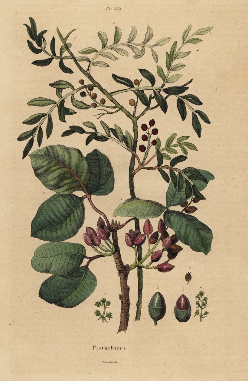Pistáciový ořech, Pistacia vera od Unbekannt