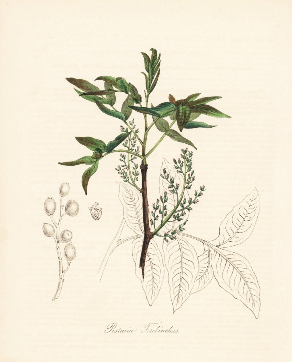 Pistácie terebinthová - Terebinthovník neboli terpentýnovník chianský, Pistacia terebinthus. Ručně kolorovaná zinkografie C. Chabota nakreslená slečnou M. A. Burnettovou z jejího díla "Plantae Utiliores: or Illustrations of Useful Plants", Whittaker, Londo od Unbekannter Künstler