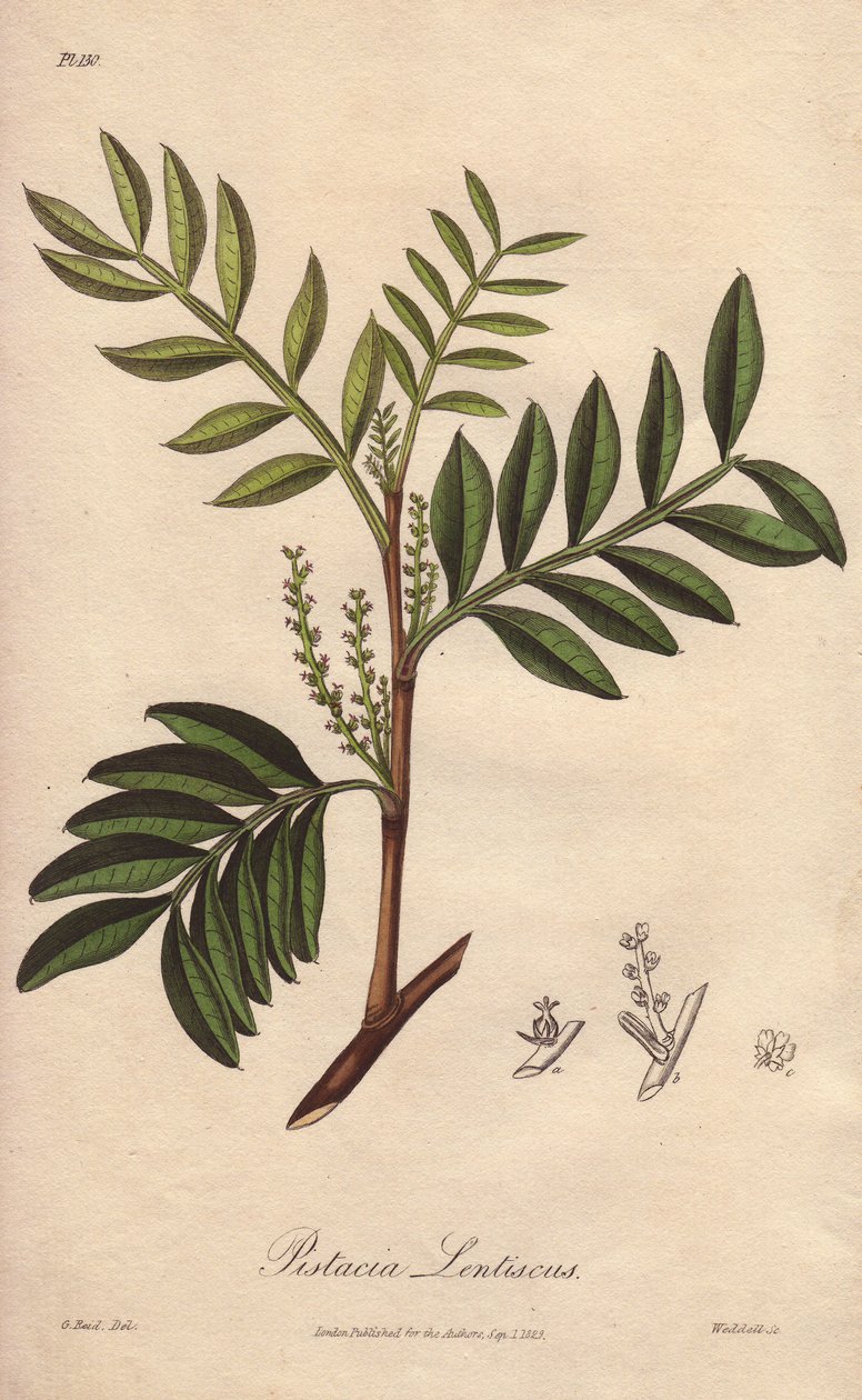 Pistácie čočkovitá (Pistacia lentiscus) - Silná voda od Williama Clarka k ilustraci knihy "Medical Botanical, Description of the Medicinal Plants of London, Edinburgh and Dublin" od Johna Stephensona a Jamese Morsse Churchilla, vydané v Londýně Johnem Chur od Unbekannter Künstler