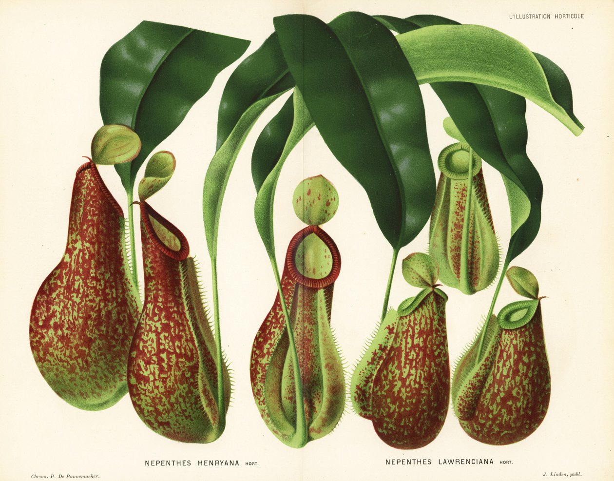 Odrůdy džbánkovitých rostlin, druhy Nepenthes (Nepenthes henryana, Nepenthes lawrenciana). Chromolitografie P. de Pannemaekera z knihy Jeana Lindena l