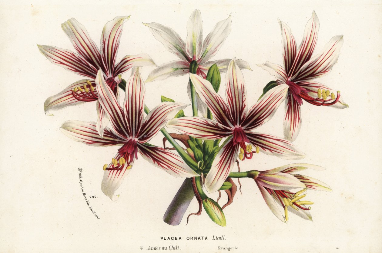Placea ornata, pocházející z Chile. Ručně kolorovaná litografie z knihy Louise van Houtteho a Charlese Lemaira Květiny zahrad a skleníků Evropy, Flore des Serres et des Jardins de l