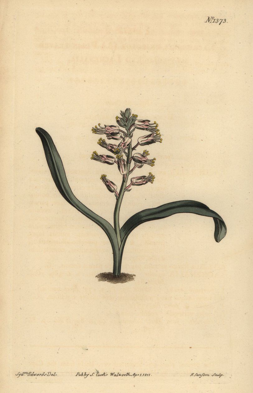 Lachenalia jednobarevná jednobarevná, Lachenalia unicolor od Unbekannt