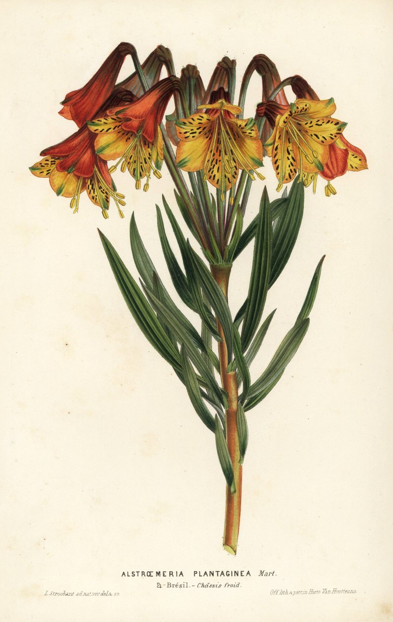 Alstroemeria plantaginea, Alstroemeria plantaginea. Brazílie. Ručně kolorovaná litografie L. Stroobanta z knihy Louise van Houtteho a Charlese Lemaira Flowers of Gardens and Hothouses of Europe, Flore des Serres et des Jardins de l