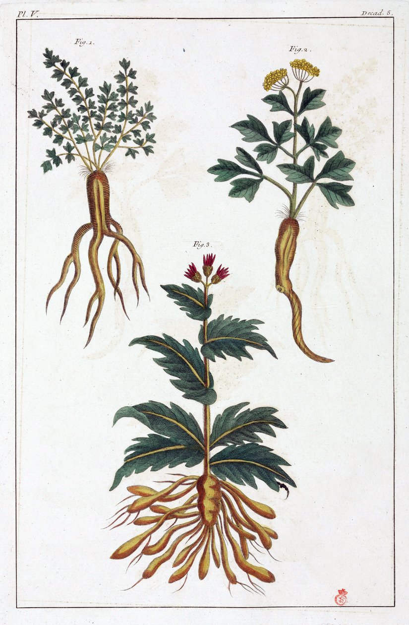 Plantes medicales, Čína od Unbekannt