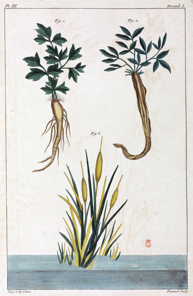 Plantes medicales, Čína od Unbekannt