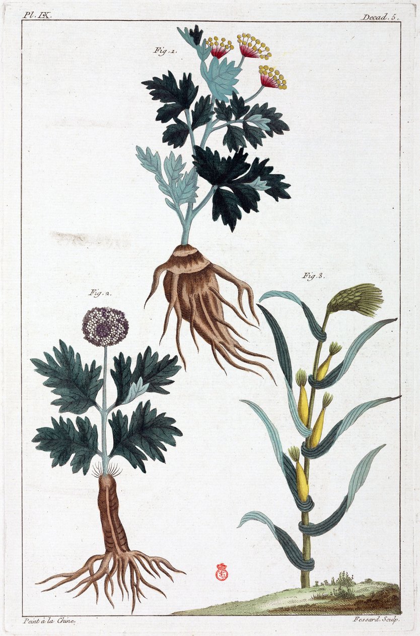 Plantes medicales, Čína od Unbekannt