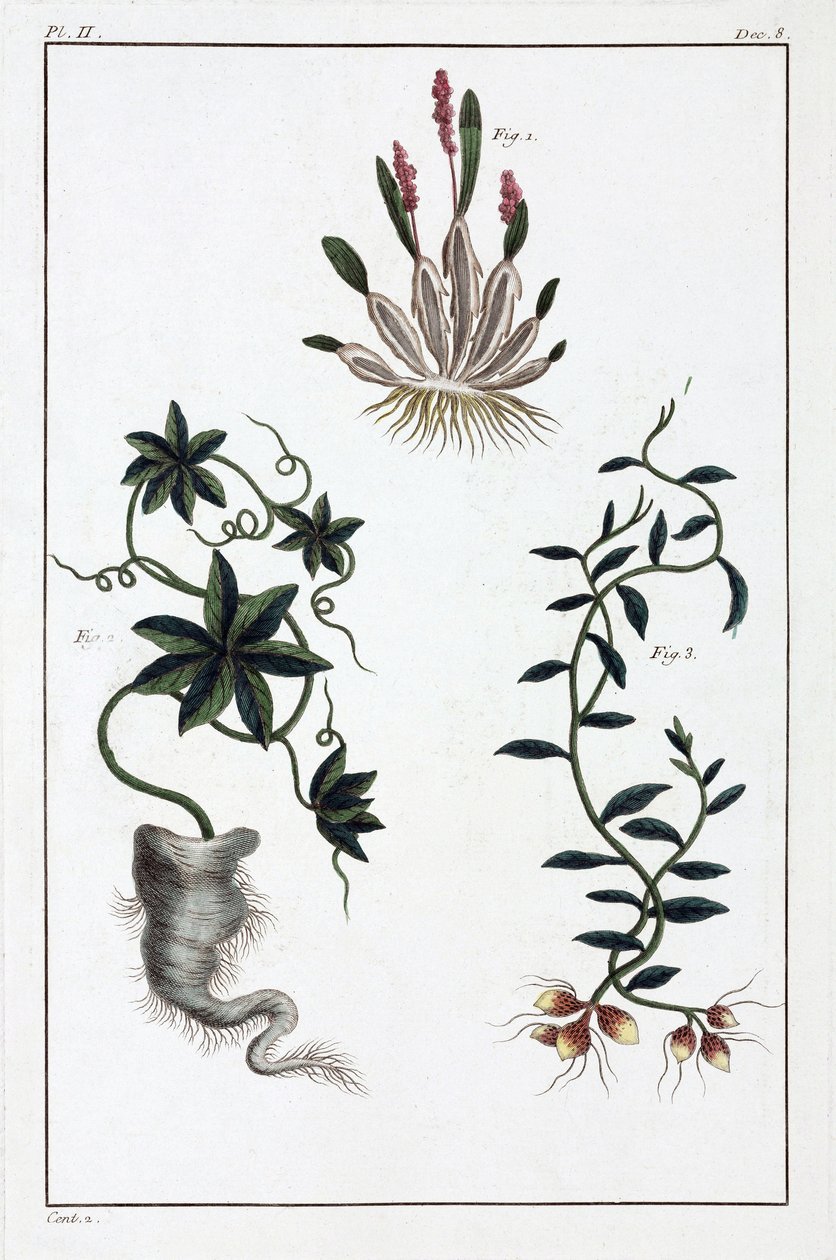Plantes medicales, Čína od Unbekannt