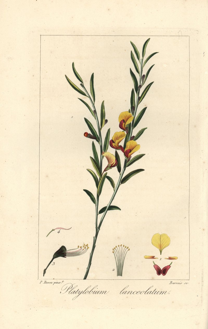 Platylobium lanceolatum, původem z Austrálie. Barroisova ručně kolorovaná stipografická rytina na mědi podle botanické ilustrace Pancrace Bessy z knihy Mordanta de Launay "Herbier General de l