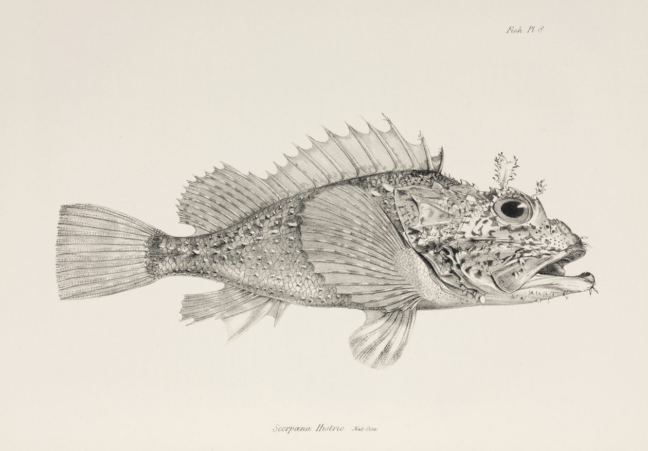 Hráč scorpionfish, c 1832-1836 od Unbekannter Künstler