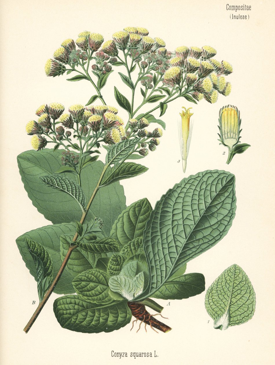 Ostrožka orobincová, Inula conyza (Conyza squarrosa). Chromolitografie podle botanické ilustrace z knihy Hermanna Adolpha Koehlera Léčivé rostliny, kterou vydal Gustav Pabst, Koehler, Německo. od Unbekannter Künstler