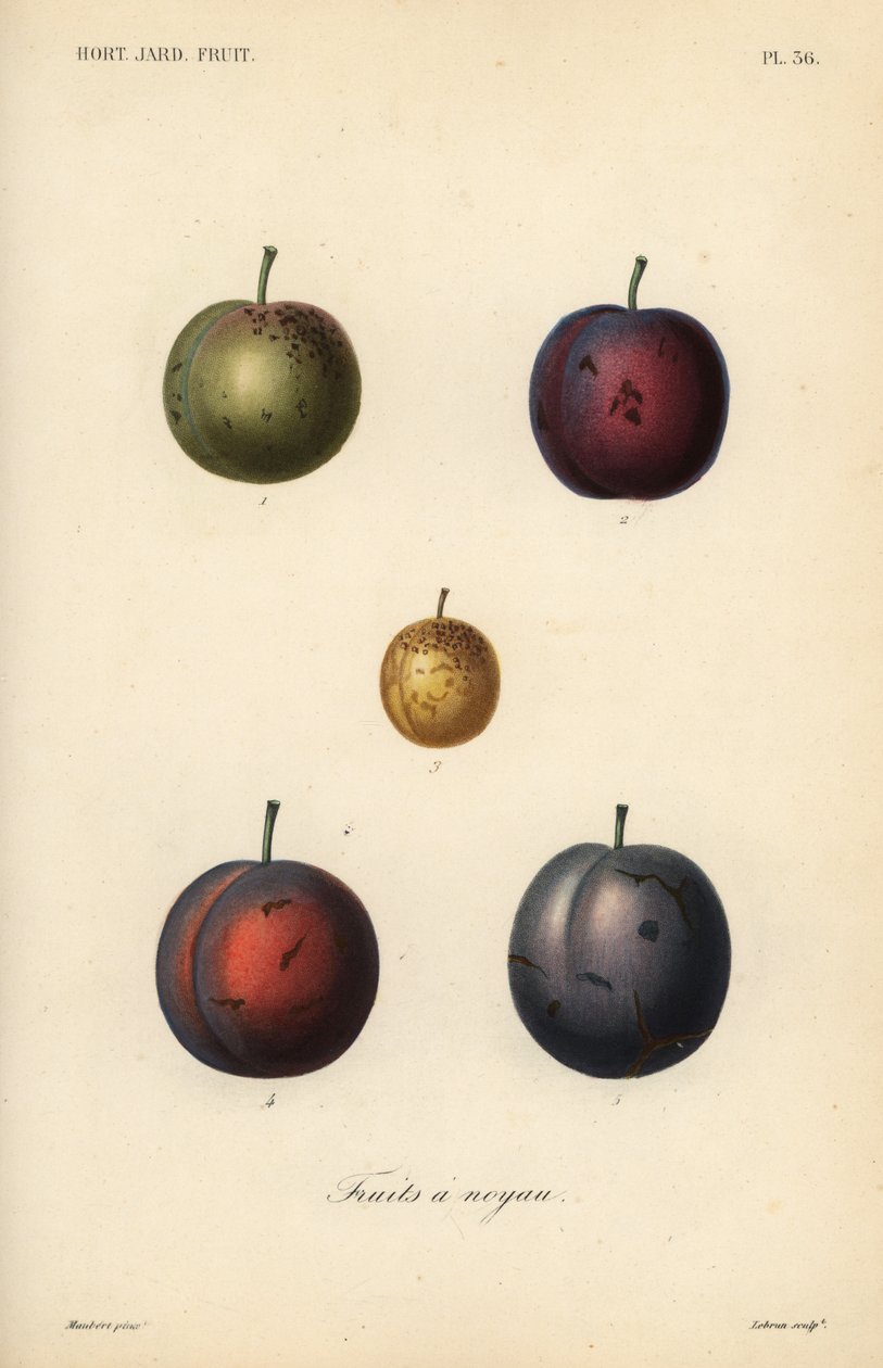 Švestky a švestky, Prunus domestica od Unbekannt